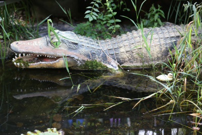 Dominik Hartz Openair &middot; Mühle Hunziken
