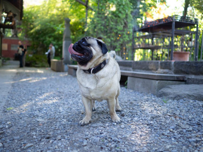 Philipp Fankhauser kocht &middot; Mühle Hunziken